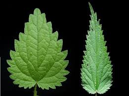 Know Your Nettles Handmade Apothecary
