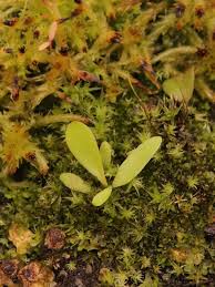 Image result for Utricularia appendiculata