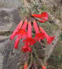 Image result for Cantua