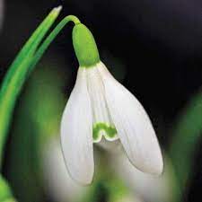 Pin By Jmacdesigns On Snowdrops In 2020 Bulb Flowers Early Spring Flowers Shade Plants