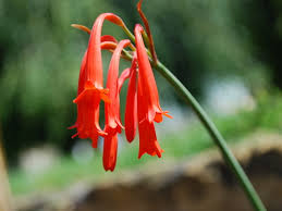 Image result for Cyrtanthus rhodesianus