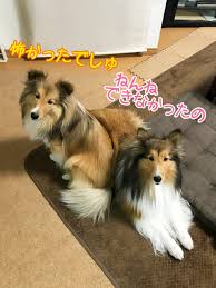 ライブドアブログ