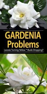 Gardenia Pests Diseases Leaves Turning Brown More Gardenia Plant Gardenia Trees Growing Gardenias