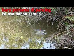 Rejeki Nomplok Nemu Tempat Mancing Yang Banyak Ikan Babon Nya Youtube