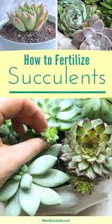 Succulents are very special plants that have managed to adapt to an environment where any other so, i'm going to explain when and how to fertilize succulents. How To Fertilize Succulents Natalie Linda Succulents Growing Succulents Succulent Garden Diy