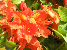 Der richtige zeitpunkt um rhododendren und. Baumschule Eggert Blutenstraucher Baumschulen Heckenpflanzen Grossblumige Azalee Orange Bluhend Azalea Knap Hill Hybride Orange Bluhend Direkt Von Der Baumschule Bestellen