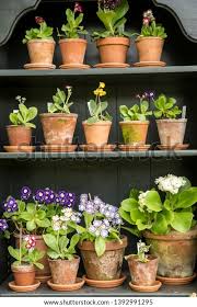 Image result for Tricliceras auriculatum