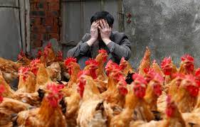 Several strains of bird flu have been found among animals in china but mass outbreaks in humans are rare. 4xhlf51qszspbm