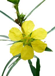 Image result for Heimia