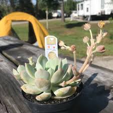 Another one of my intensely interesting crested succulents. Xgraptoveria A Grim One Graptoveria A Grim One In Gardentags Plant Encyclopedia
