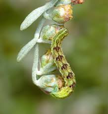 Image result for Eupithecia pulchellata