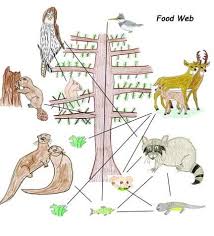 Food Web Great Website For Lessons On Nature Food Web Food Drawing Winter Animals