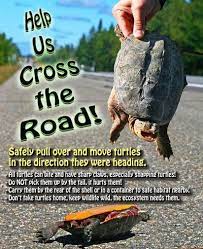 Found A Turtle Central Mississippi Turtle Rescue