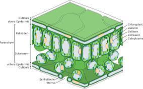 Stoffwechsel Strukturen Des Laubblattes Und Aufbau Und Funktion Von Spaltoffnungen