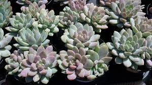 Learn how easy it is to propagate a gardenful of specimens with these easy instructions from gardener's path. What Is A Lilac Mist Sedeveria Growing Lilac Mist Succulent Plants