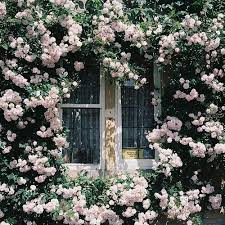 Pin By A Solitary Bee On Green Climbing Roses Plants Garden