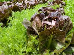 Maybe you would like to learn more about one of these? Starting A Small Space Vegetable Garden Chicago Botanic Garden