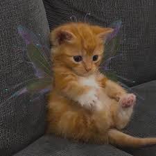 Aglayan Kedi