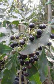 Image result for Vepris