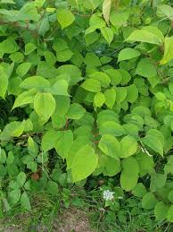 Image result for Fallopia