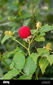Image result for Rubus rosifolius
