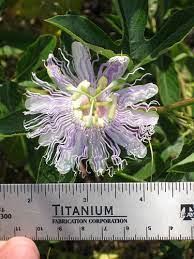 Check spelling or type a new query. Foraging Texas Passion Vine Maypop