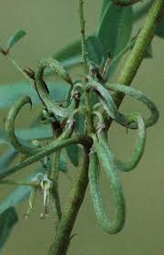 Image result for Indigofera kaessneri