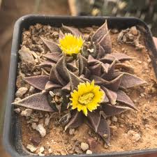 Image result for Nananthus