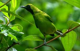 Bagi para penggemar burung ini, mendengarkan suara anggungan burung derkuku bisa membuat. Inilah Burung Cucak Ijo Mini Ciri Fisik Jenis Kelamin