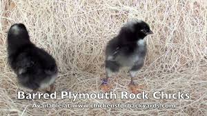 Check spelling or type a new query. Baby Barred Plymouth Chickens For Sale Chickens For Backyards