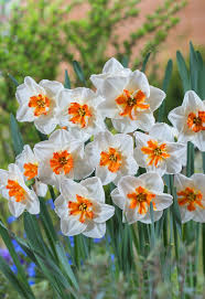 Najpiekniejsze Zestawienie Kolorow W Wiosennym Ogrodzie Na Zdjeciu Narcyzy Zonkile Spring Flowers Daffodils Flowers