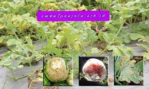Maybe you would like to learn more about one of these? Cara Menangani Hama Dan Penyakit Tanaman Semangka Smkn 1 Panjalu