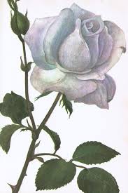 Описание наиболее популярных сортов rose blue. Famous Rare And Fragrant The Blue Moon Rose Maxiamo Perfumes