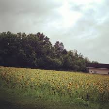 Maybe you would like to learn more about one of these? Sunflower Field On Long Island Picture Of New York City Tripadvisor