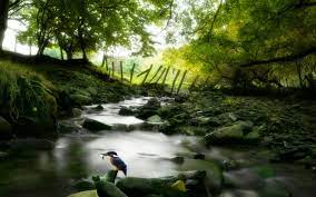 Awesome Nature Wallpapers High Resolution Nature Wallpaper Jungle Wallpaper Hd Nature Wallpapers