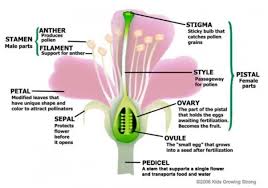 Posted by cassidy smith on 12 june 2017, 10:59 am. What Are The Main Parts Of A Flower And Its Function Quora