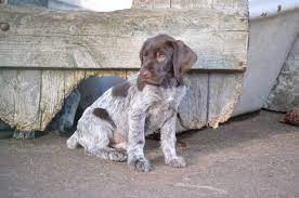 Buy or research german wirehaired pointer puppies. German Wirehaired Pointer Puppy For Sale Jedburgh Roxburghshire Pets4homes German Wirehaired Pointer Puppy Pointer Puppies Puppies For Sale