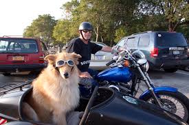 The Wacky And Real Story Of Sidecar Dogs Doggles sidecar eyewear glasses sidecar. barkpost