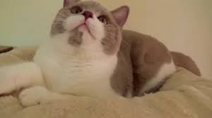 Explore 54 listings for white british shorthair kittens for sale at best prices. British Shorthair Kitten In Lilac And White Youtube