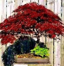 Pin By Deanne Collins On Landscaping And Yard Ideas Bonsai Tree Care Japanese Maple Tree Dwarf Japanese Maple Tree