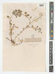 Image result for Nasturtium microphyllum