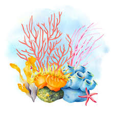 This is a digital download of a set of 4 of my original hand painted watercolour artworks of sea corals and seaweeds (sea fan seaweed, gorgonia seafan coral, giant bladder kelp and neptune's necklace seaweed). 5 526 Best Coral Reef Watercolor Images Stock Photos Vectors Adobe Stock