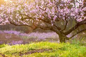 Growing compact trees allows you to tuck more varieties of fruit into corners of your property or a small orchard, and means you can choose those varieties by flavor and climate adaptability rather than by tree size. Yard And Garden Handling Early Flowering Trees And Shrubs In Freezing Temperatures News