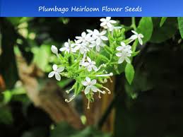 Image result for Plumbago zeylanica