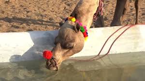 Rajasthan is all about royalty, culture, color, camel and celebration. Shutterstock