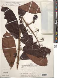 Image result for Dictyophleba ochracea