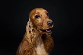 Evcil Hayvanlarin Etrafinda Sigara Icmek Guvenli Midir Daha Fazlasi Icin Https Enpati Net Dog Breeds Dogs Breeds