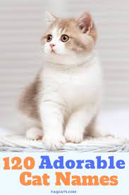 Pin On Cats