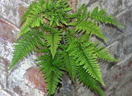 Image result for Pityrogramma calomelanos