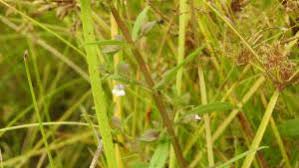 Image result for Bacopa floribunda